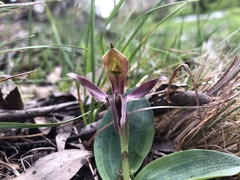 Chiloglottis pluricallata