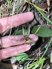 Chiloglottis pluricallata