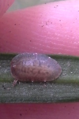 Pulvinaria camelicola