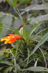 Guzmania angustifolia