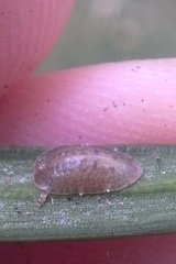 Pulvinaria camelicola