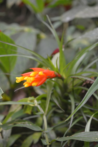Guzmania angustifolia (Baker) Wittm.