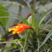 Guzmania angustifolia - Photo (c) Nataly, some rights reserved (CC BY-NC-SA), uploaded by Nataly