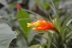 Guzmania angustifolia