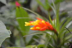 Guzmania angustifolia