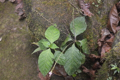 Spigelia hamelioides