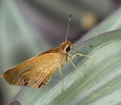 Synapte pecta