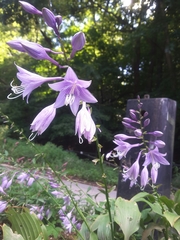 Hosta