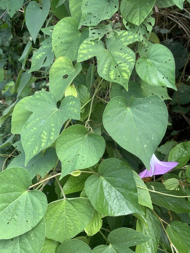 Ipomoea indica
