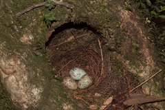 Turdus albicollis
