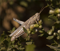 Melanoplus complanatipes