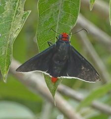 Pyrrhopyge