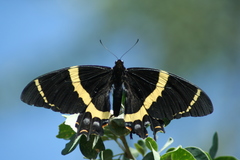Papilio garamas