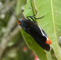 Pyrrhopyge