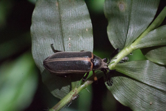 Polytomus marginatus