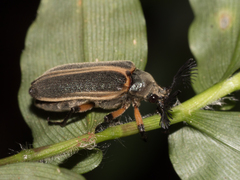 Polytomus marginatus