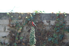 Pyrocephalus rubinus