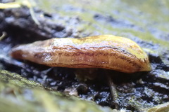 Australopacifica meridionalis
