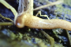 Australopacifica meridionalis