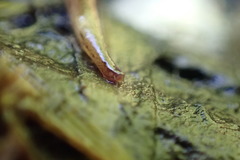 Australopacifica meridionalis