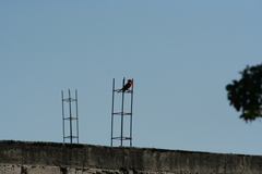 Pyrocephalus rubinus