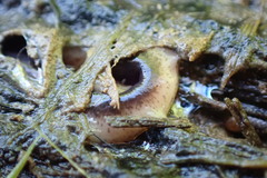 Arthurdendyus triangulatus