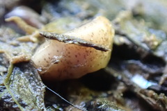 Arthurdendyus triangulatus