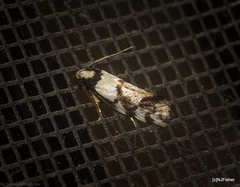Coesyra hemiphragma