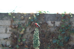 Pyrocephalus rubinus