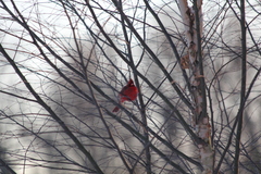 Cardinalis cardinalis