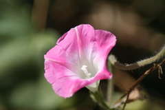 Ipomoea purpurea