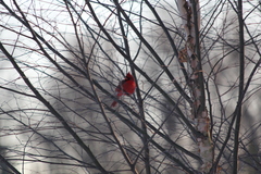 Cardinalis cardinalis