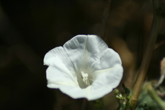 Ipomoea purpurea