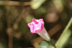 Ipomoea purpurea