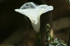 Ipomoea purpurea