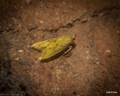 Aeolothapsa malacella