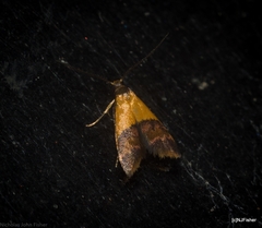 Hapaloteucha polemistis