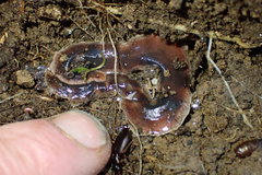 Arthurdendyus triangulatus