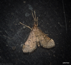 Piletocera macroperalis