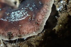 Arthurdendyus triangulatus