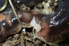 Arthurdendyus triangulatus