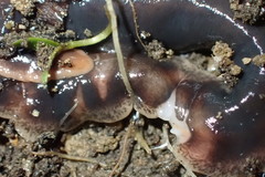 Arthurdendyus triangulatus