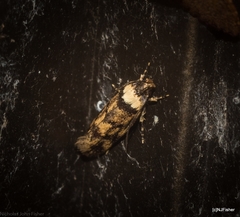 Sphyrelata nefanda