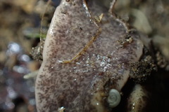 Arthurdendyus triangulatus