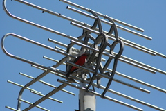 Pyrocephalus rubinus