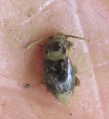 Lycoperdina ferruginea