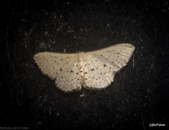 Idaea punctatissima