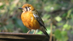 Geokichla citrina cyanota
