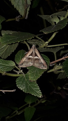 Melipotis bisinuata