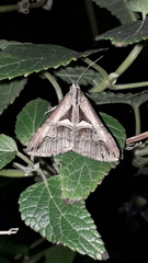 Melipotis bisinuata